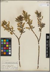 Foto von Salix lucida Muhl.